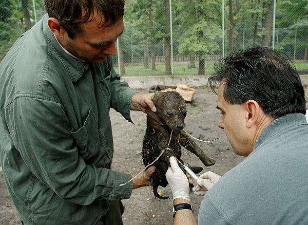 Fotó: a hiénakölykök első oltása (Fotó: Endrédi Lajos)