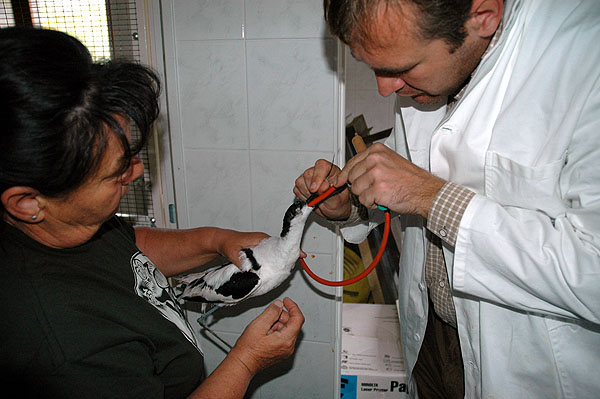 Fotó: botulizmusban megbetegedett madarak kezelése (Endrédi Lajos)