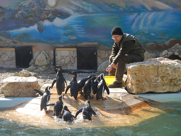 A pingvinek gyakorolnak a látványetetésre (Fotó: Endrédi Lajos)