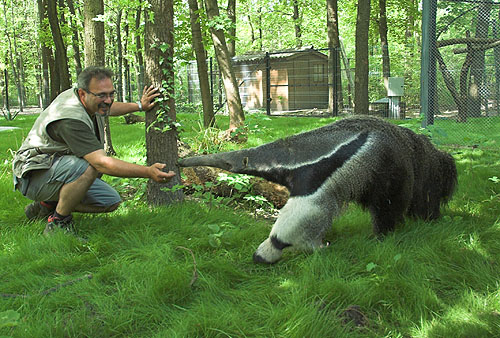 Fotó: Sörényes hangyász (Fotó: Endrédi Lajos)
