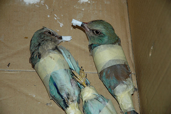 Fotó: így csempészték a szalakótákat (Endrédi Lajos)