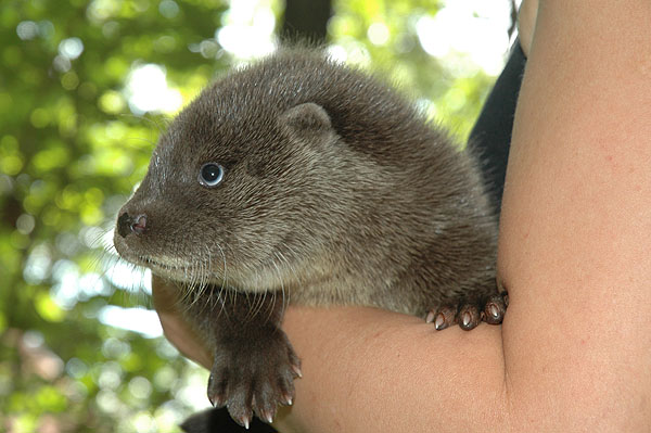 Fotó: árva vidrakölyök (Endrédi Lajos)