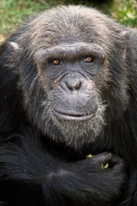 eaza_csimpanz02