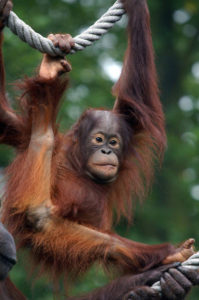 eaza_orangutan