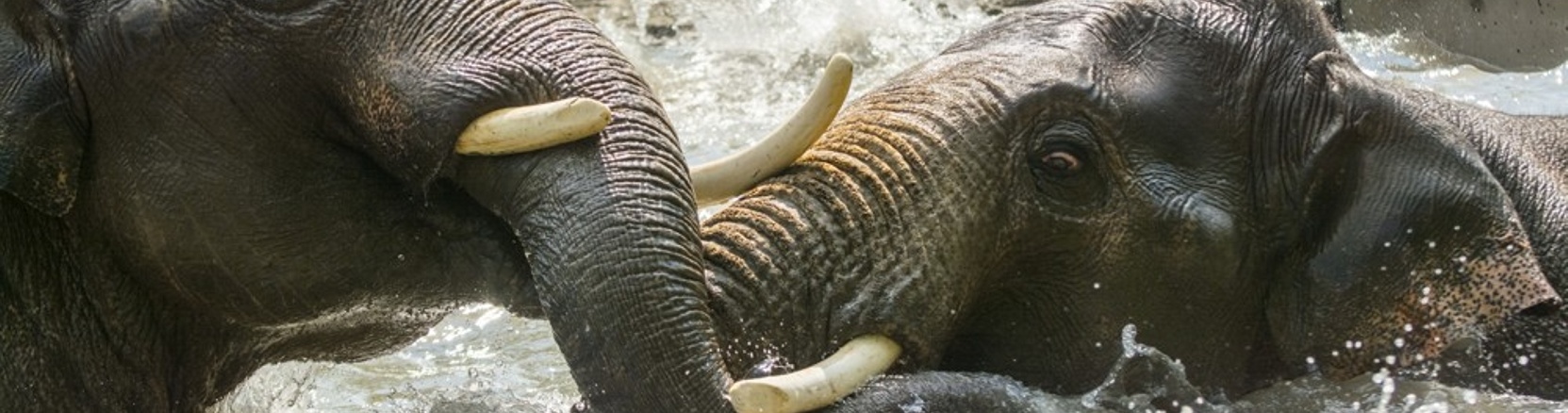 Asian elephants (Elephas maximus) in a pool