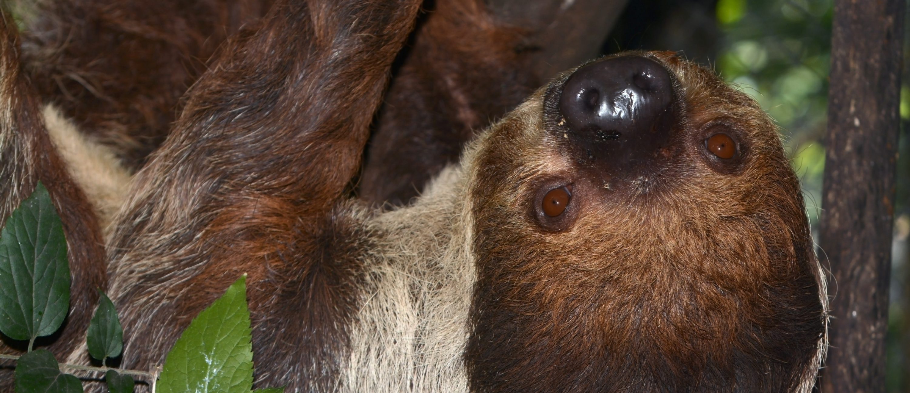 Male two-toed sloth is climbing under a branch