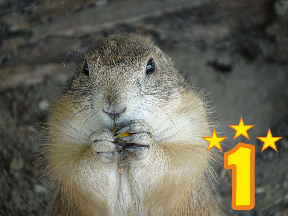 Különdíj: Ildi prérikutyáról készült fotója